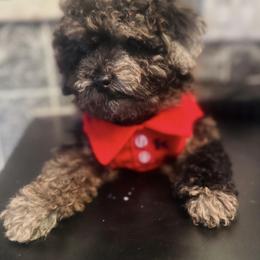 Poodle Puppies from Tiny Toy Poodles