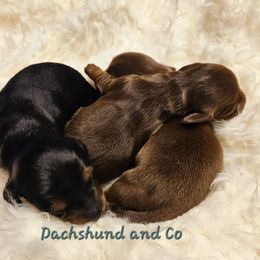 Dachshund Puppies from Dachshund and Co.