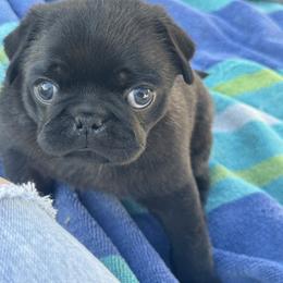 Pug Puppies from Jacobson’s Sassy Pugs