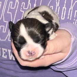Tricolor female on top of the pile - Tricolor female Shih Tzu puppy in Phillipsburg, New Jersey from Debilyn’s Shih Tzu’s
