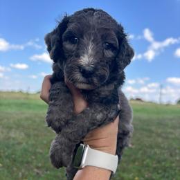 Cookie - Blue merle female Bernedoodle puppy in Cherryville, North Carolina from Mercy Doodles