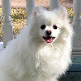Feona - Pomeranian