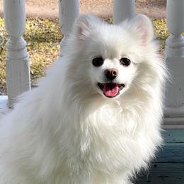 Feona - Pomeranian