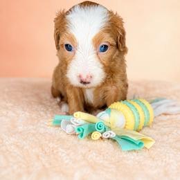 Anthem - Red female Bernedoodle puppy in Smiths Station, Alabama from Peach & Pawmetto Bernedoodles