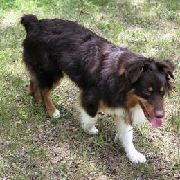 Australian Shepherds and Miniature Australian Shepherds from River Side Aussies