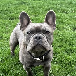 Reggie - French Bulldog