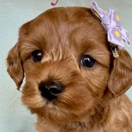 Marcie - Australian Labradoodle puppy in Roseville, California from Darby Park Doodles