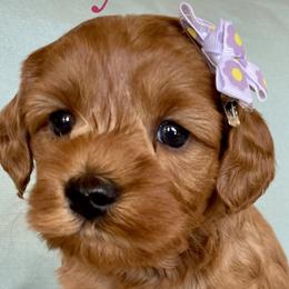 Marcie - Australian Labradoodle puppy in Roseville, California from Darby Park Doodles