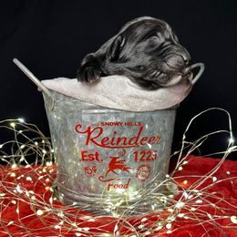 Belle - Black female Newfoundland puppy in Tully, New York from Bear Paw Newfoundlands