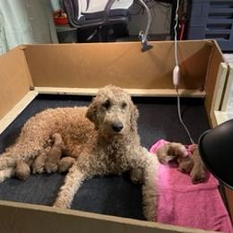 Goldendoodle Puppies from Da Ruba Doodles