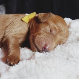 Goldendoodle Puppies from Angel's Doodles