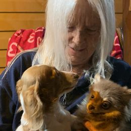 Dachshunds and Pomeranians from Teeny Tiny Puppy Tails