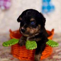 Lucky - Black tri male Miniature Australian Shepherd puppy in Buchanan, Georgia from Stanleyville Farm Mini Aussies