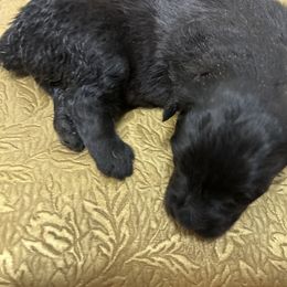 Puppy 1 - Black male Bouvier des Flandres puppy in Bethlehem, Connecticut from Bouviers Gate House