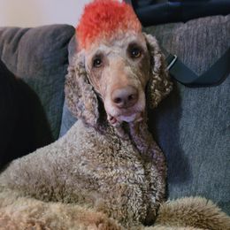 Cooper - Poodle