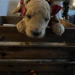 Goldendoodle Puppies from Da Ruba Doodles