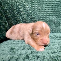 RMF4 - Red merle female Toy Australian Shepherd puppy in Pryor Creek, Oklahoma from DK’s Littles & Co