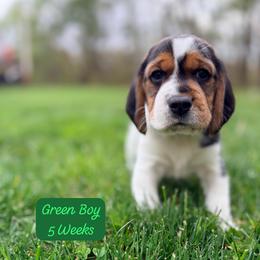 Green Boy - Black white and tan male Beagle puppy in Grantsville, Maryland from Fable & Fern Beagles