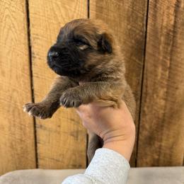 Blue - Bi-color male German Shepherd puppy in Terra Alta, West Virginia from Shepherd Country Farm and Kennels
