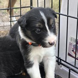 Puddle - Tri-color female Border Collie puppy in Menasha, Wisconsin from Little Rose Retrievers