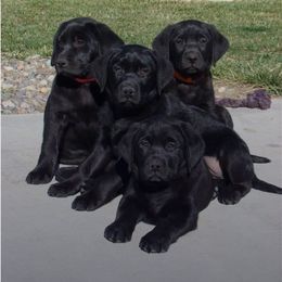 Labrador Retriever Puppies from Labs4Ever Labradors