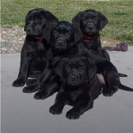 Labrador Retriever Puppies from Labs4Ever Labradors