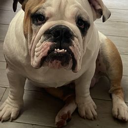 Philo - Bulldog