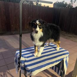 Australian Shepherd puppies from Cloud Nine Kennel