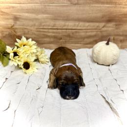 Cindy Lou - Brown female Whoodle puppy in Merritt, Michigan from Genesis Family Farm