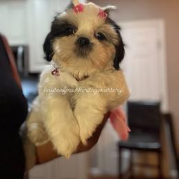 Lori - Black and white female Shih Tzu puppy in Garner, North Carolina from House of Paws Heritage Nursery
