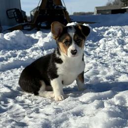 Girl 2 - Black and tan female Pembroke Welsh Corgi puppy in Portland, North Dakota from Sliding stop corgis