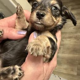 Girl 1 - Black and cream female Dachshund puppy in Huntingdon, Pennsylvania from Indian Creek Springers and Doxies