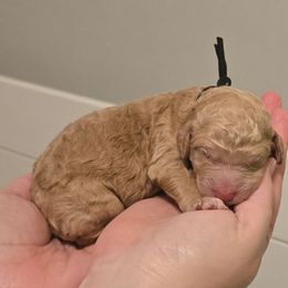 Danny- Black collar - Apricot male Goldendoodle puppy in Summerville, South Carolina from Channys Doodles