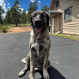 Anatolian Shepherd Dog All Grown Up from Fyne Acres