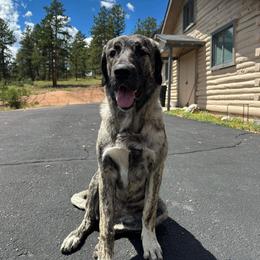 Anatolian Shepherd Dog All Grown Up from Fyne Acres