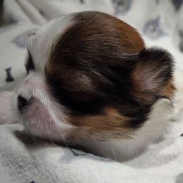 Chip - Sable and white male Shih Tzu puppy in Wolcottville, Indiana from Ducky's Doodles