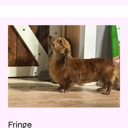 Fringe - Dachshund