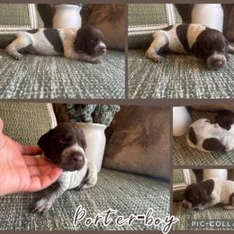 Porter - Liver roan male German Shorthaired Pointer puppy in Ulen, Minnesota from North Wind Gundogs
