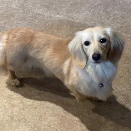 Holly - Dachshund