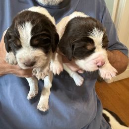 Poppy and Camellia - Liver white and tan English Springer Spaniel puppy in Statesville, North Carolina from Rockin’ Slow Farms
