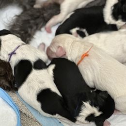 Labradoodle puppies from Devoted Labradoodles