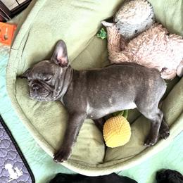 French Bulldog Puppies from Camarra King