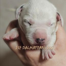 Tan - White and black male Dalmatian puppy in Conrath, Wisconsin from JSF Dalmatians LLC