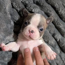 Blue boy 5 - Blue male Boston Terrier puppy in Oak Hills, California from All American Boston Terriers