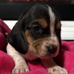 Hattie - Black white and brown female Basset Hound puppy in Walnut Grove, Missouri from C & L Beagles and Bassets