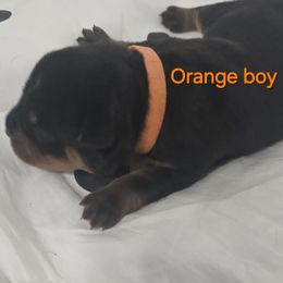 Orange - Black and mahogany male Rottweiler puppy in Lebanon, Oregon from SOUTH SANTIAM ROTTWEILERS