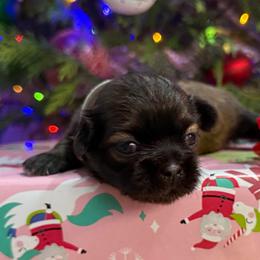 AKC Cupcake - Sable female Shih Tzu puppy in Paintsville, Kentucky from Molly B's ShihTzus