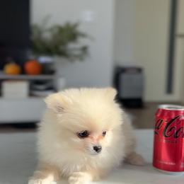 Angel (Toy Pomeranian) - White male Pomeranian puppy in Glendale, California from Los Angeles Teacup Yorkie