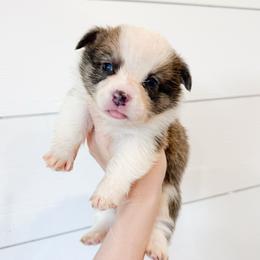 Brown - Sable male Pembroke Welsh Corgi puppy in Milan, Georgia from Williams’ Welsh Corgis LLC
