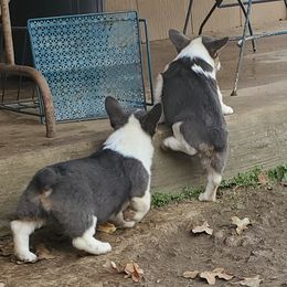 American Corgi and Pembroke Welsh Corgi Puppies from Sunray Ranch